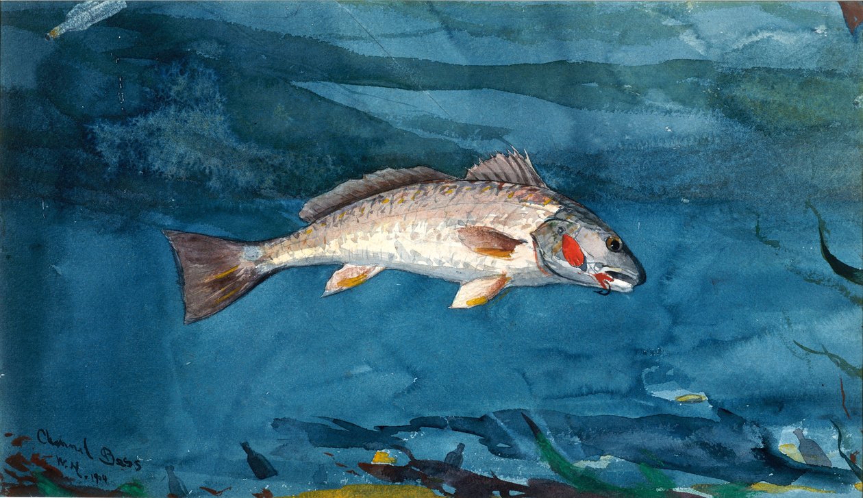 Spigola di canale da Winslow Homer