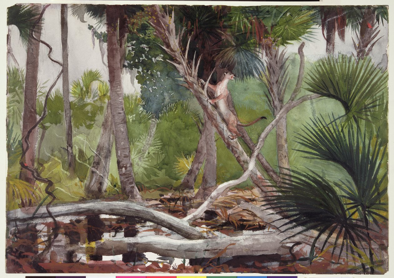 Nella giungla, Florida, 1904 da Winslow Homer