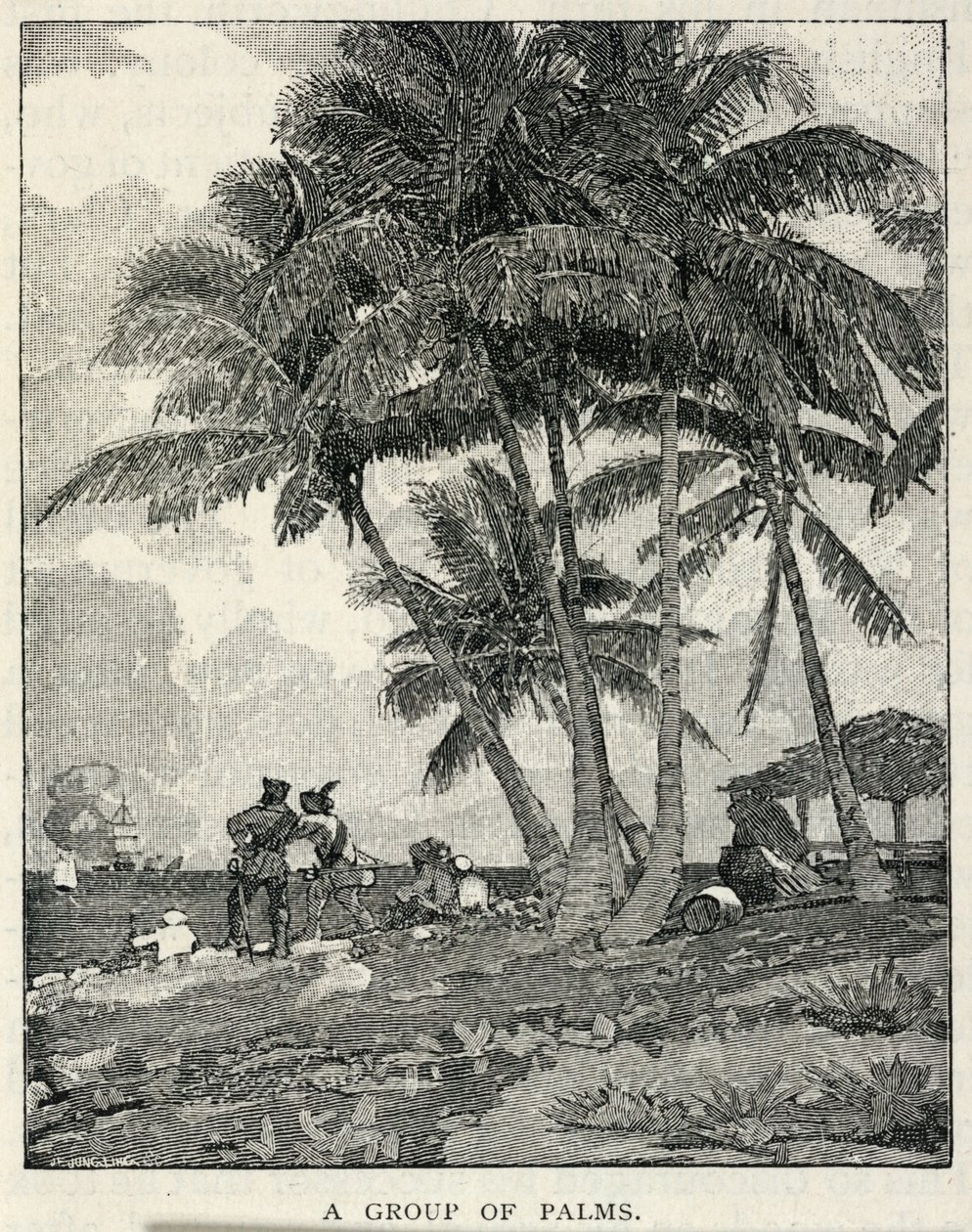 Un gruppo di palme, da The Century Magazine, febbraio 1887 da Winslow Homer
