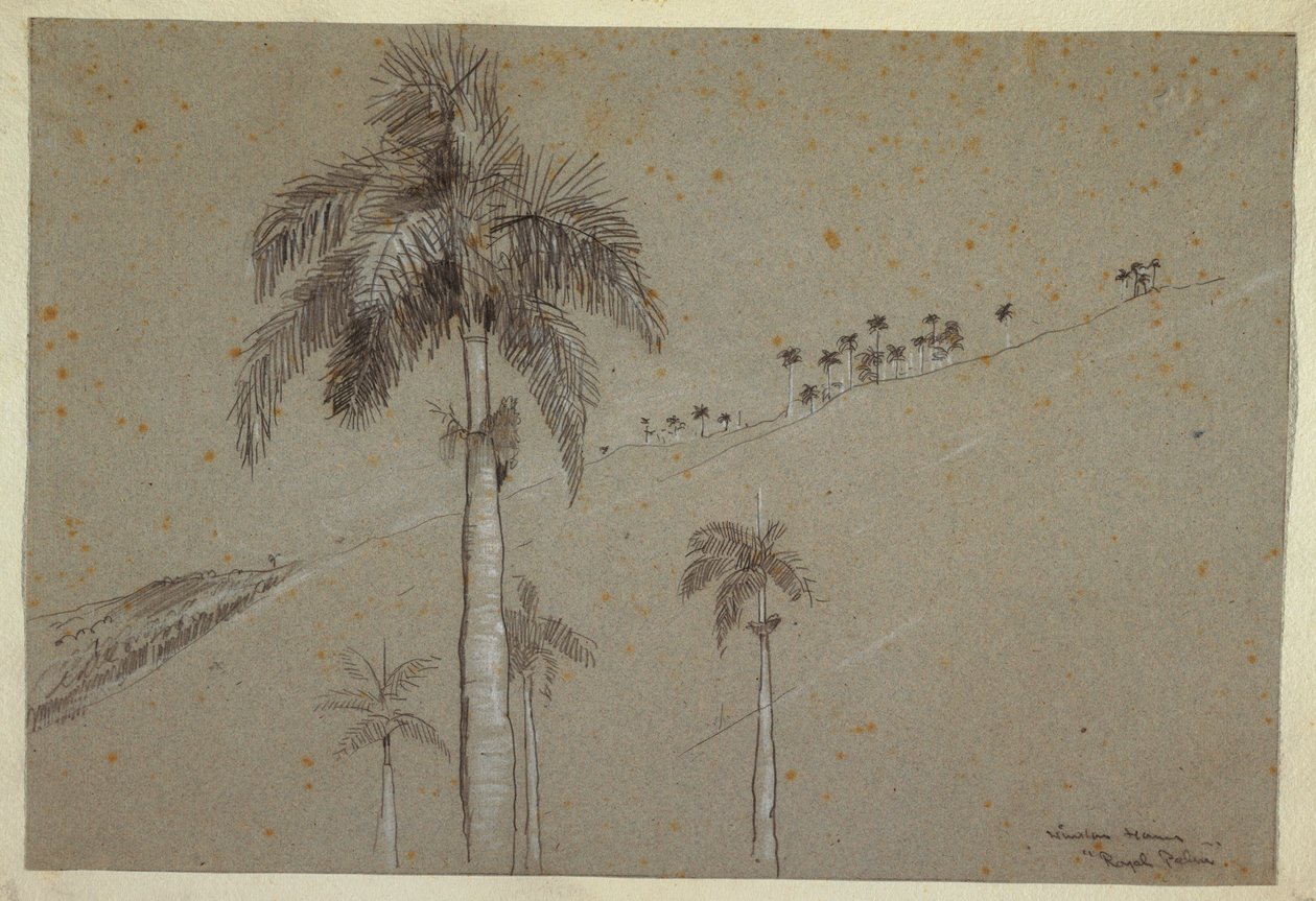 Disegno, Palma Reale, Cuba, 1885 da Winslow Homer