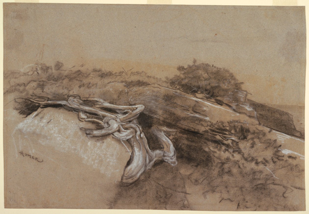Disegno, Studio delle radici di un albero, Prout