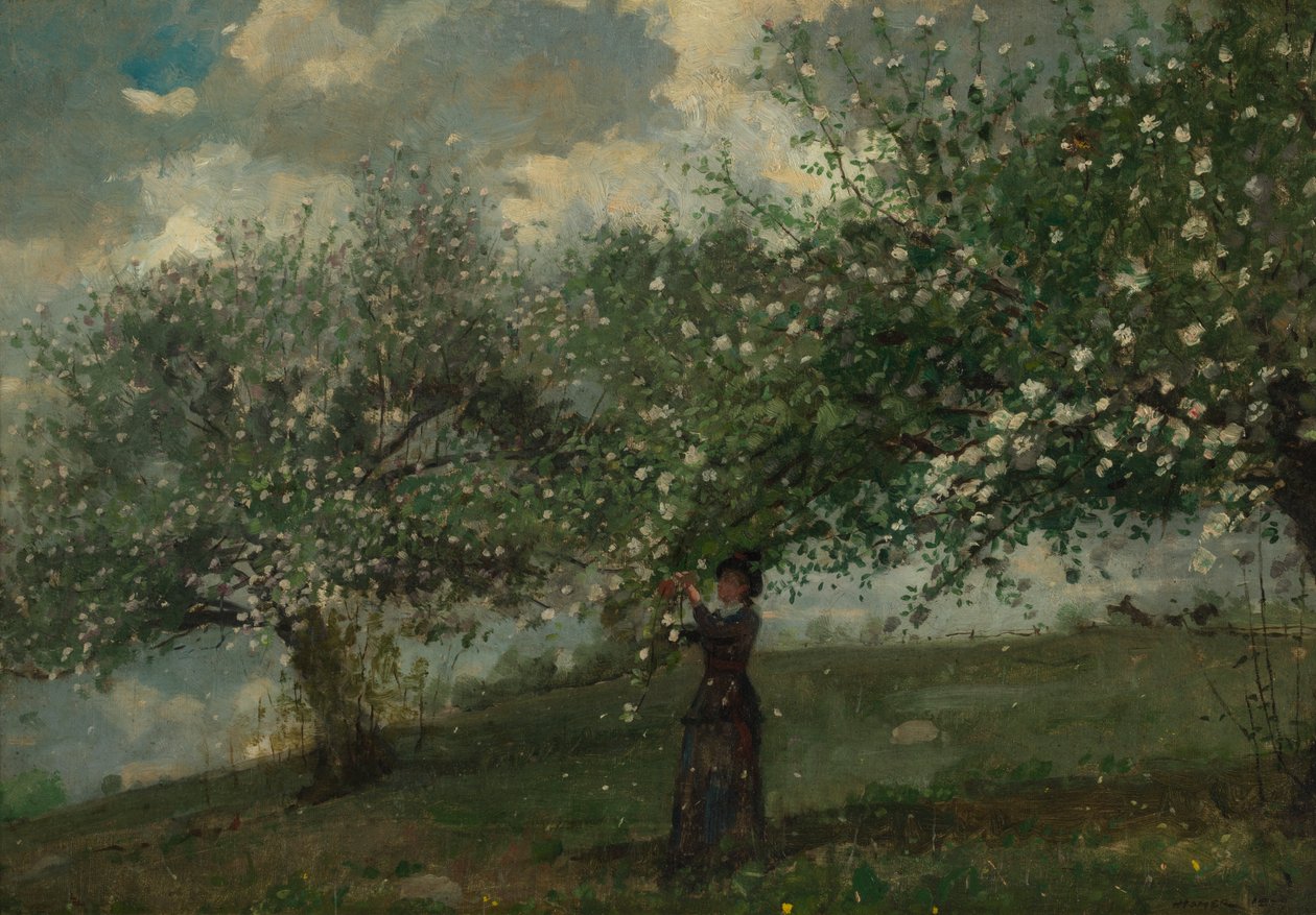 Ragazza che raccoglie fiori di melo da Winslow Homer