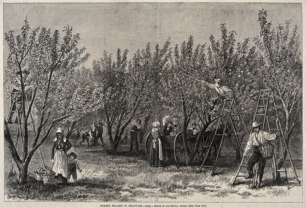 Raccolta delle pesche nel Delaware da Winslow Homer