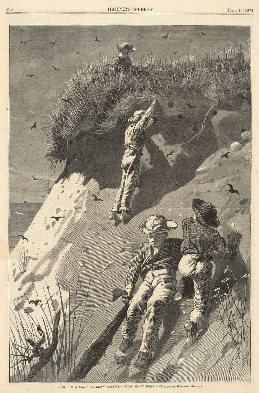 Incursione in una colonia di rondini di sabbia da Winslow Homer