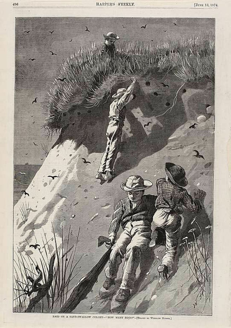 Incursione in una colonia di rondini: "Quante uova". da Winslow Homer