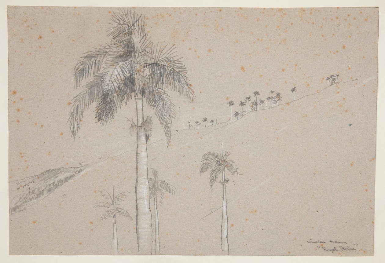 Palma reale, Cuba da Winslow Homer