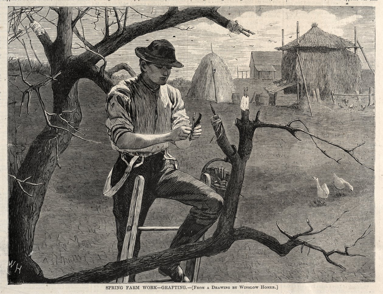 Lavori agricoli primaverili - Innesto da Winslow Homer