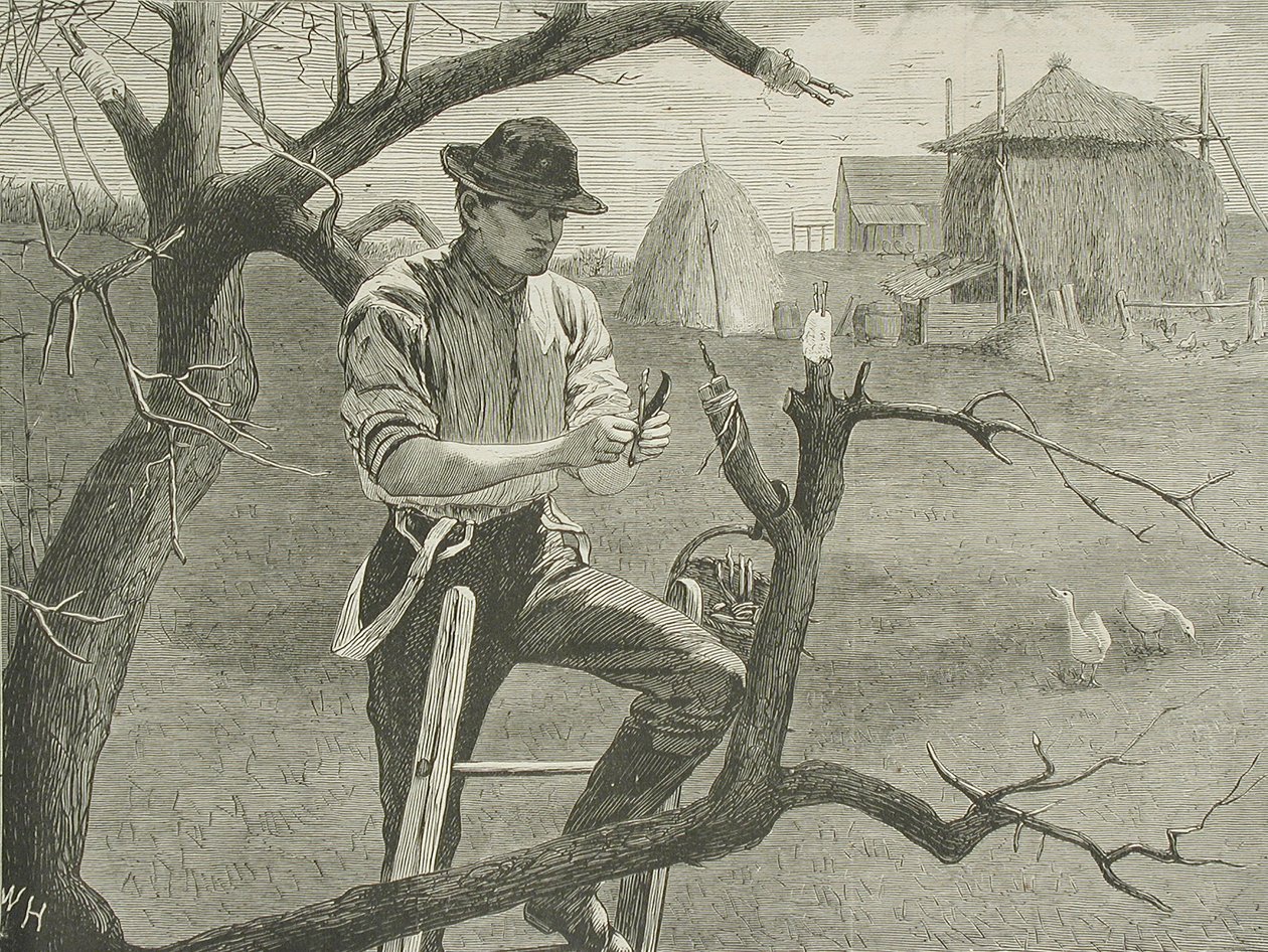 Lavori agricoli primaverili - Innesto da Winslow Homer