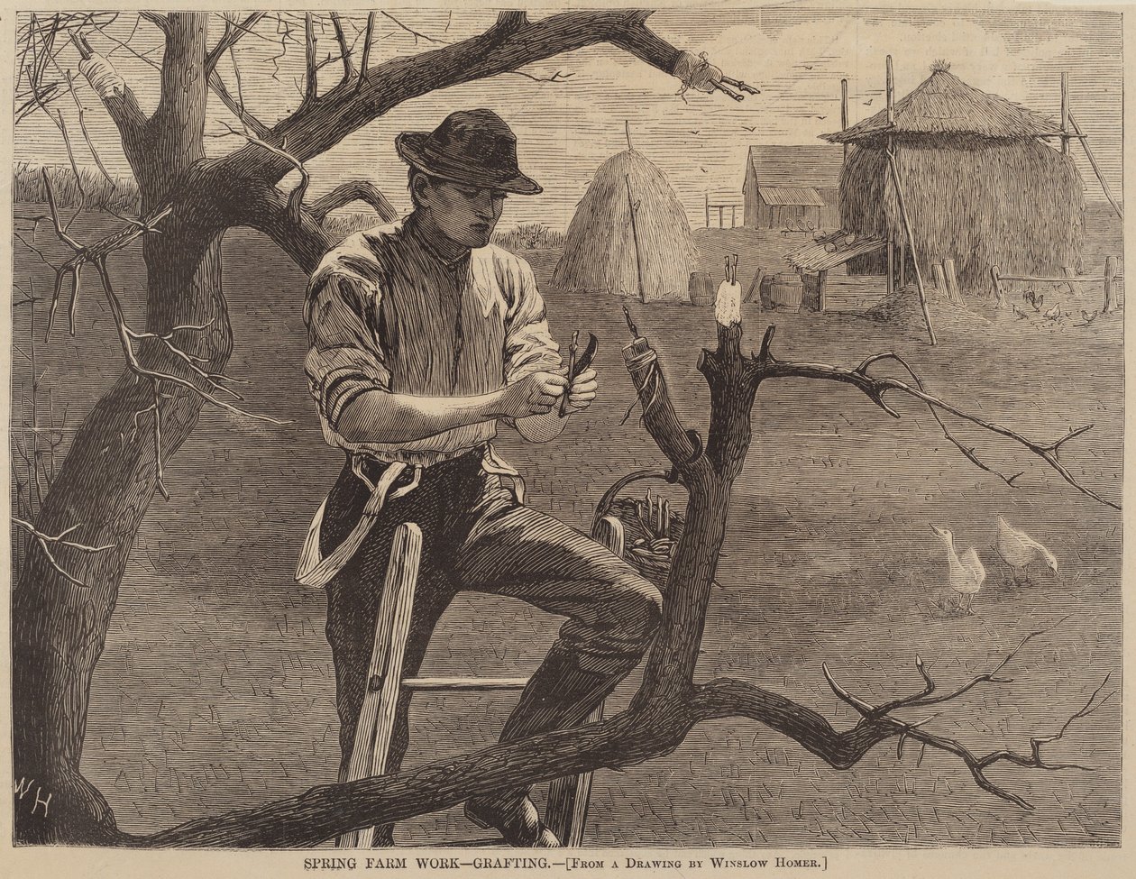 Lavori agricoli primaverili - Innesto da Winslow Homer