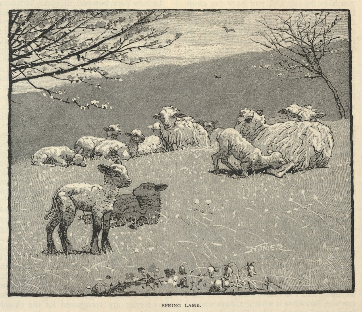 Agnello di primavera, da Scribner