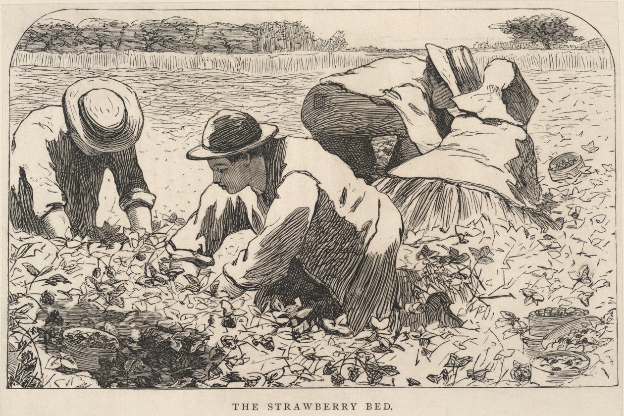 Il letto di fragole, da I nostri giovani, luglio 1868 da Winslow Homer