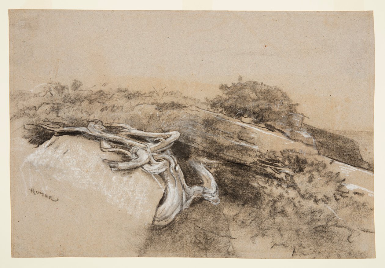Radici di alberi, Prout