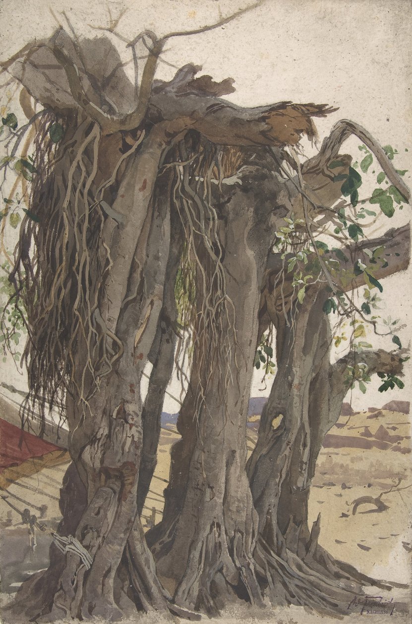 Studio di un ceppo con radici aeree, metà XIX-inizio XX secolo da Woldemar Friedrich