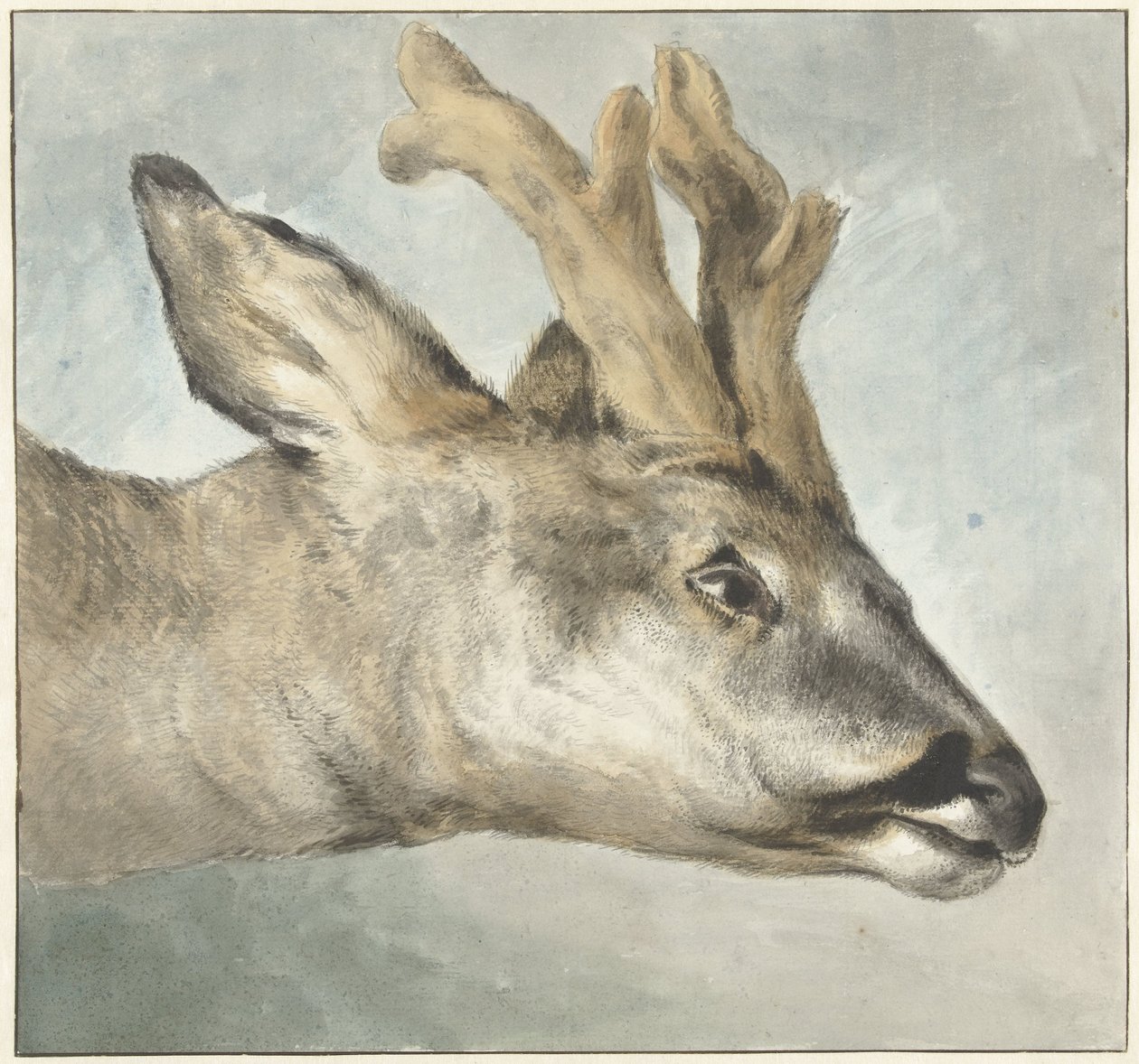 Testa di un capriolo da Wybrand Hendriks