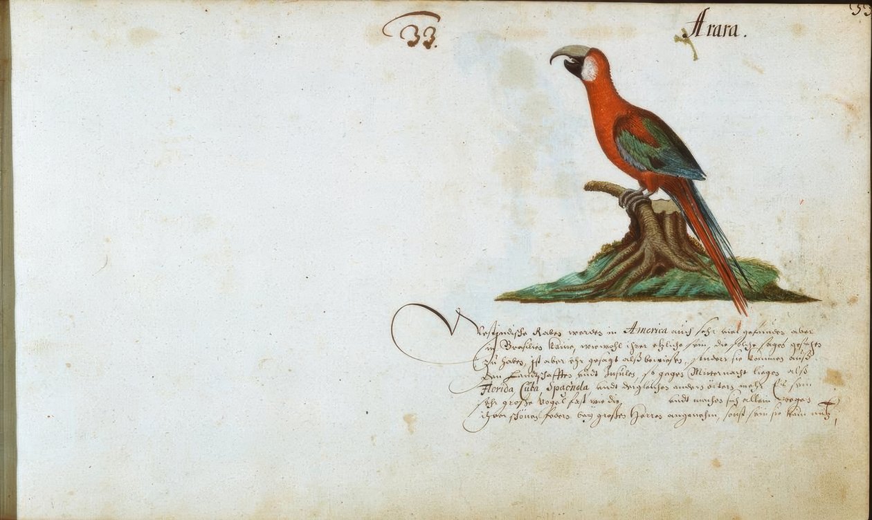 Pappagallo da Zacharias Wagner
