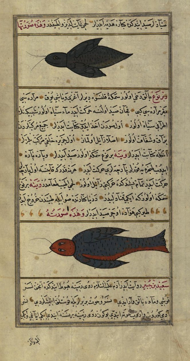 Due strani pesci dai mari di Vaynah (Vinah) da Zakariya al Qazwini