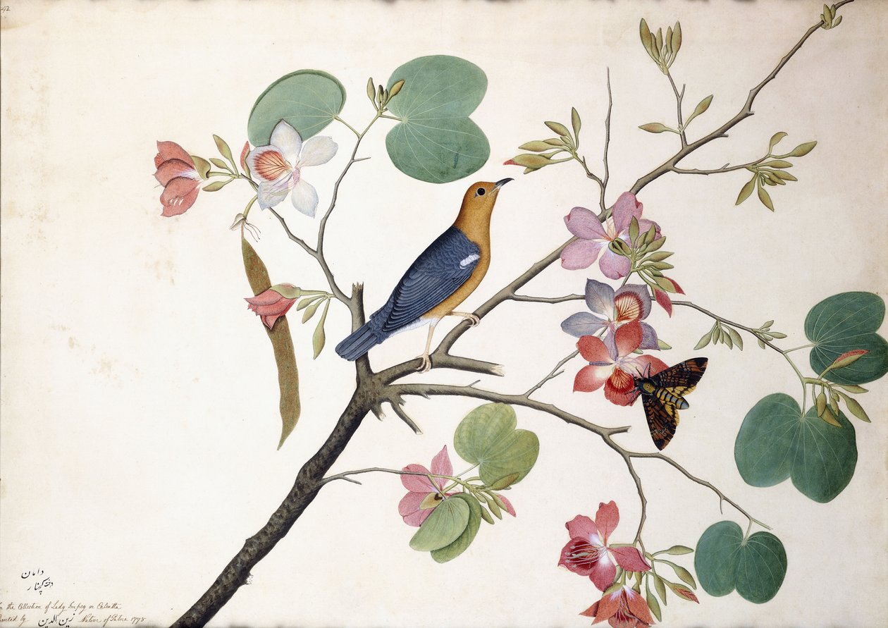 Tordo dal capo arancione, 1778 da Zayn al Din