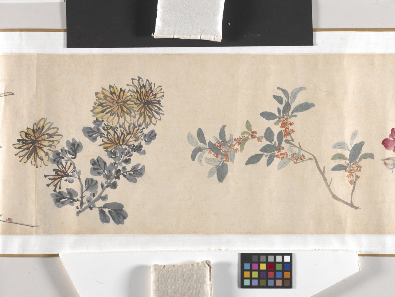 Fiori colorati da Zhimian Zhou