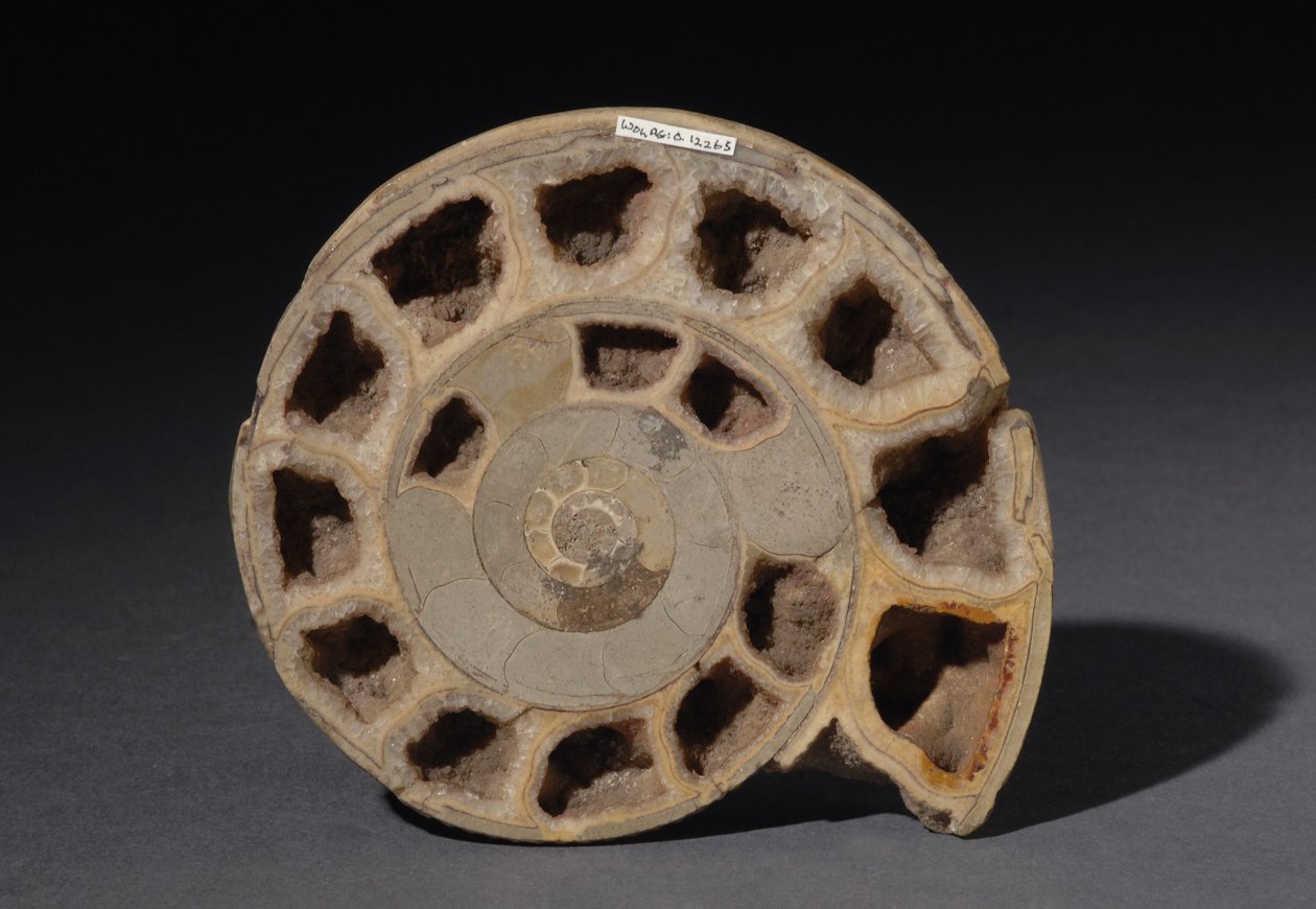 Fossile di ammonite, circa 170 milioni di anni fa (foto) da Hippolyte Lalaise Devéria