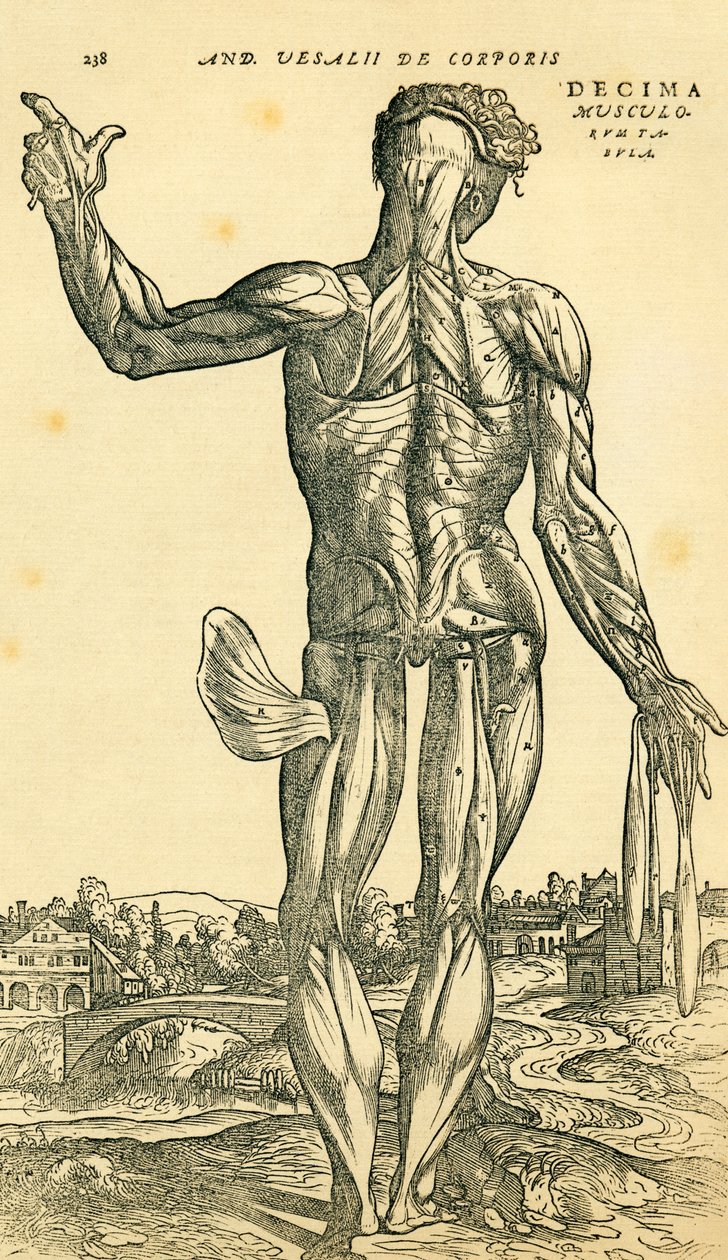 Retro del corpo umano maschile, uno studio anatomico originariamente pubblicato in De Humani Corporis Fabrica Libri Septem (sulla struttura del corpo umano in sette libri) di Andreas Vesalius, pubblicato a Basilea da Ferdinand Georg Waldmuller