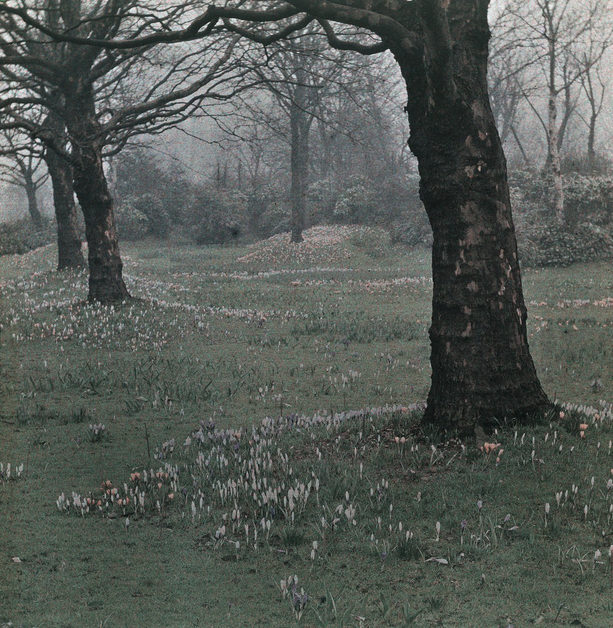 Crocus da Frederick (attr. to) Barnard