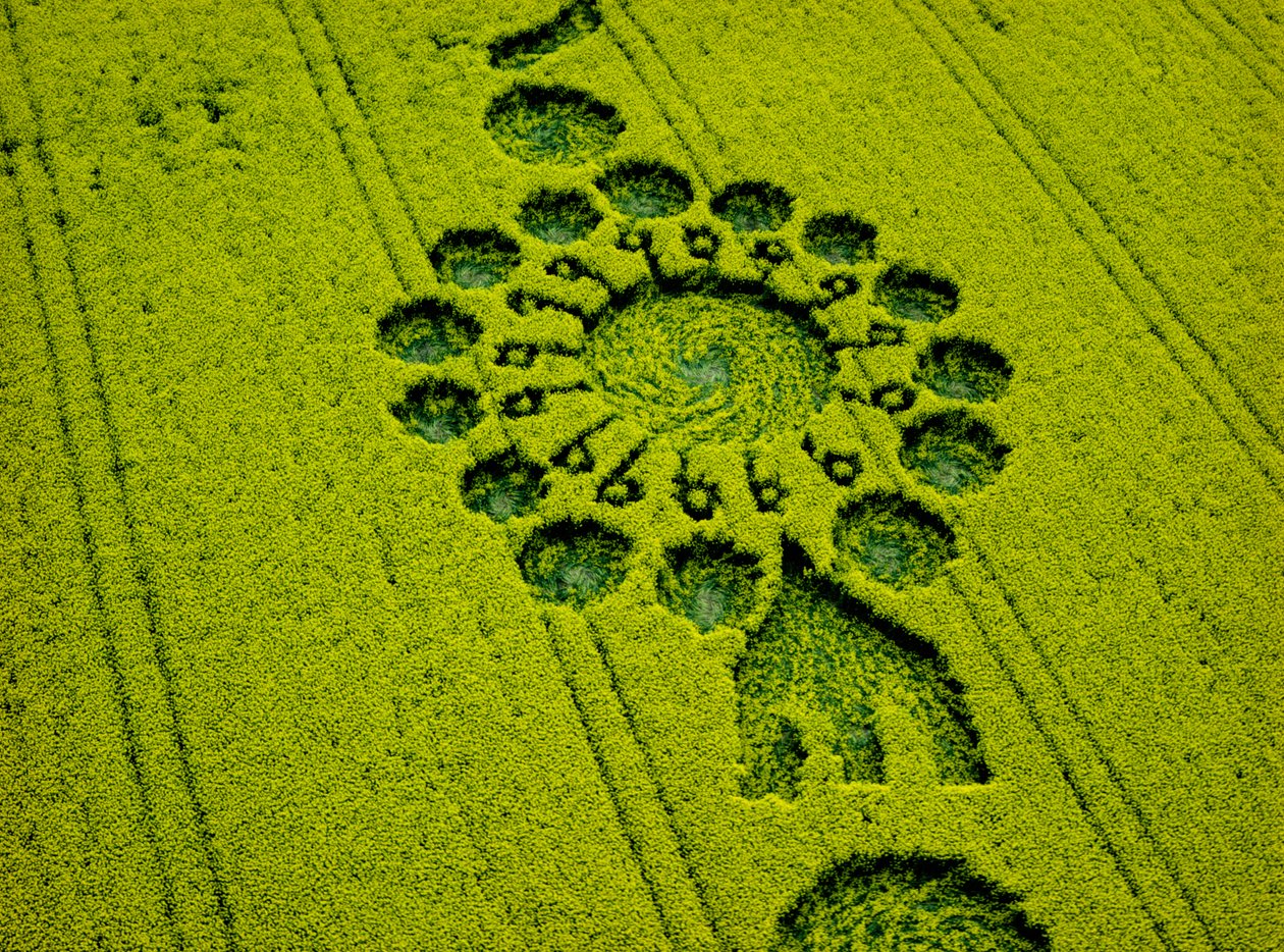 Cerchio nel grano in un campo di colza, Milk Hill, Alton Priors, Vale of Pewsey, Wiltshire da Ferdinand Georg Waldmuller
