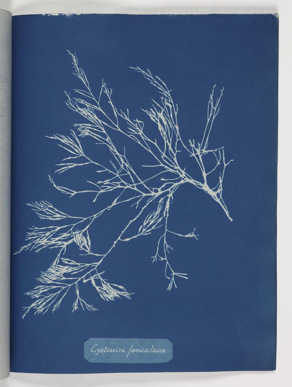 Cystoseira foeniculacea da Frederick (attr. to) Barnard