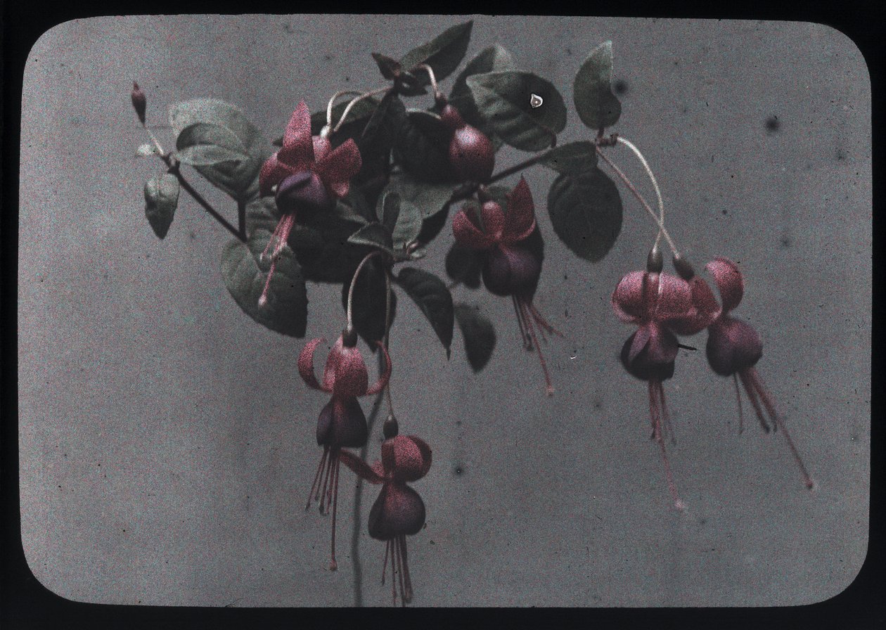 Fucsia da Frederick (attr. to) Barnard