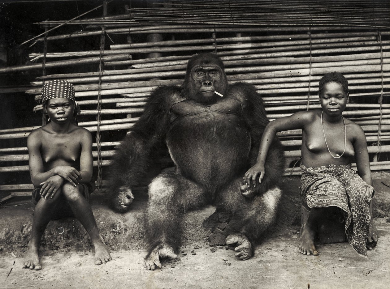Gorilla (stampa alla gelatina d