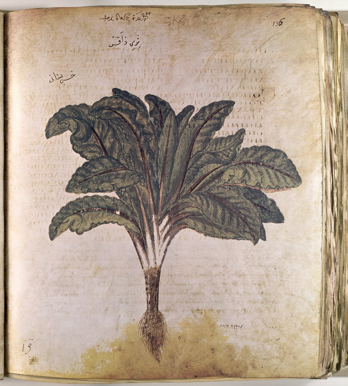 Erbari Lattuga da Ferdinand Georg Waldmuller