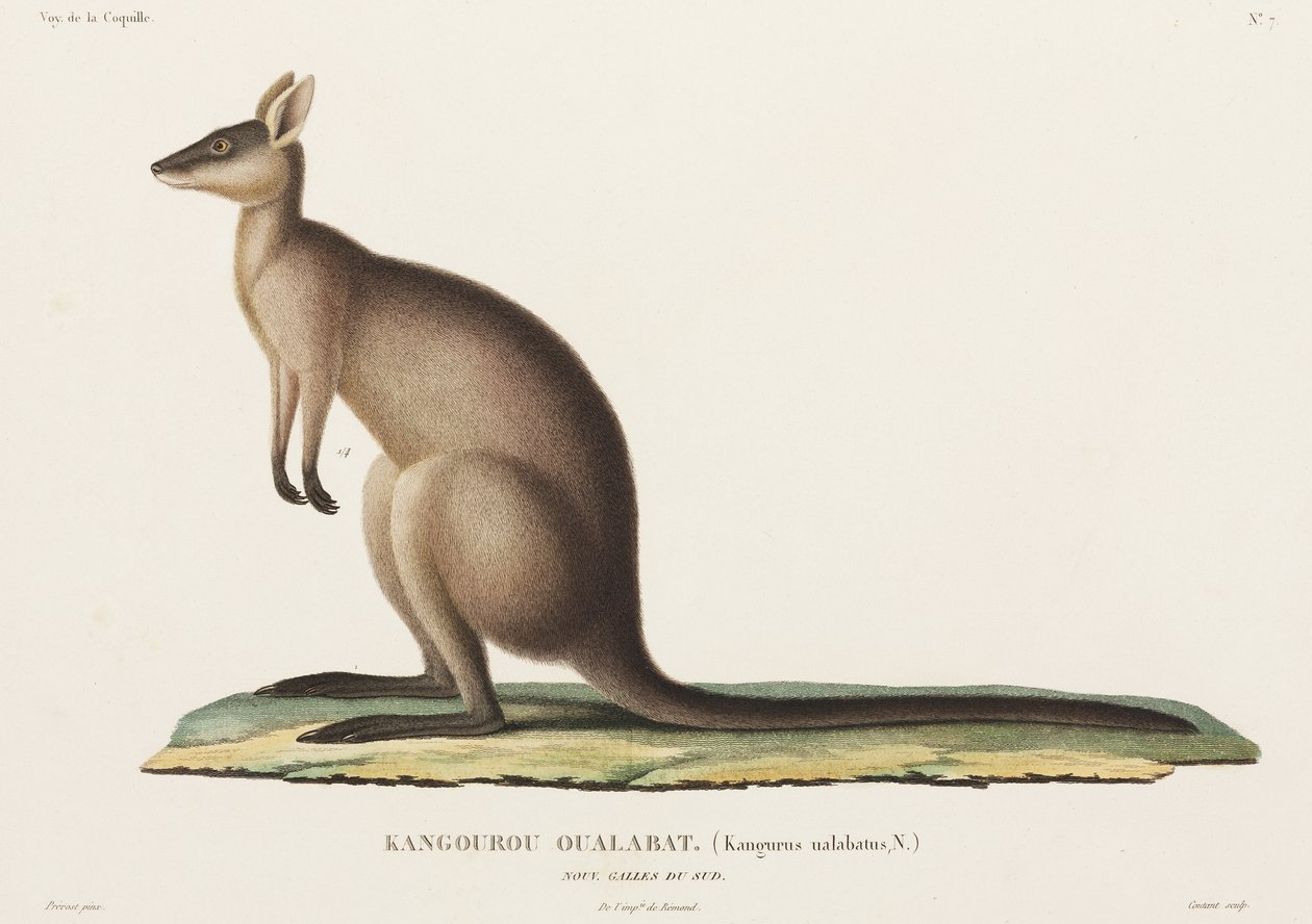 Canguro, Nuovo Galles del Sud, Australia | John Pardon