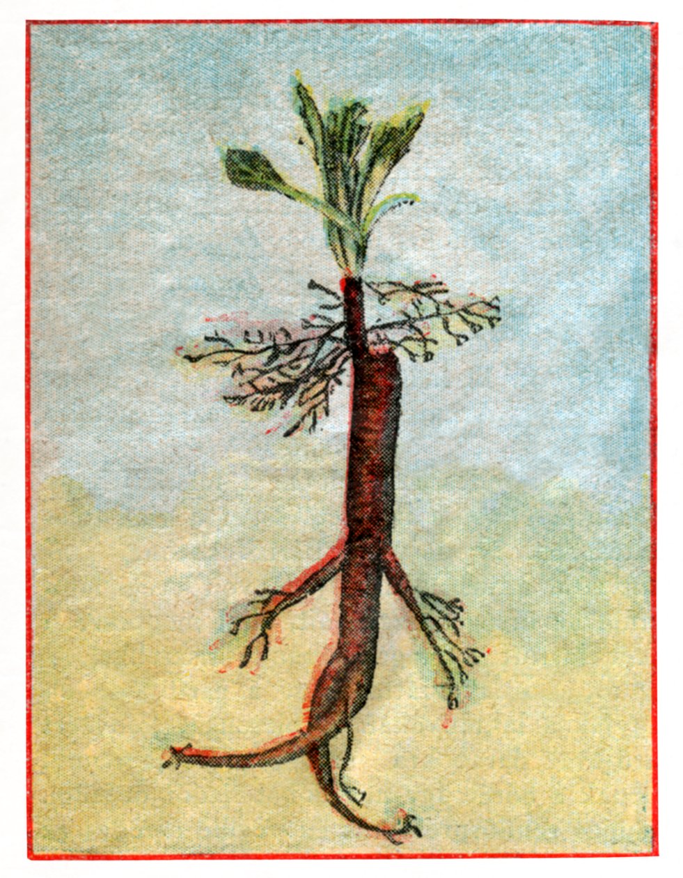 Mandragora da . .