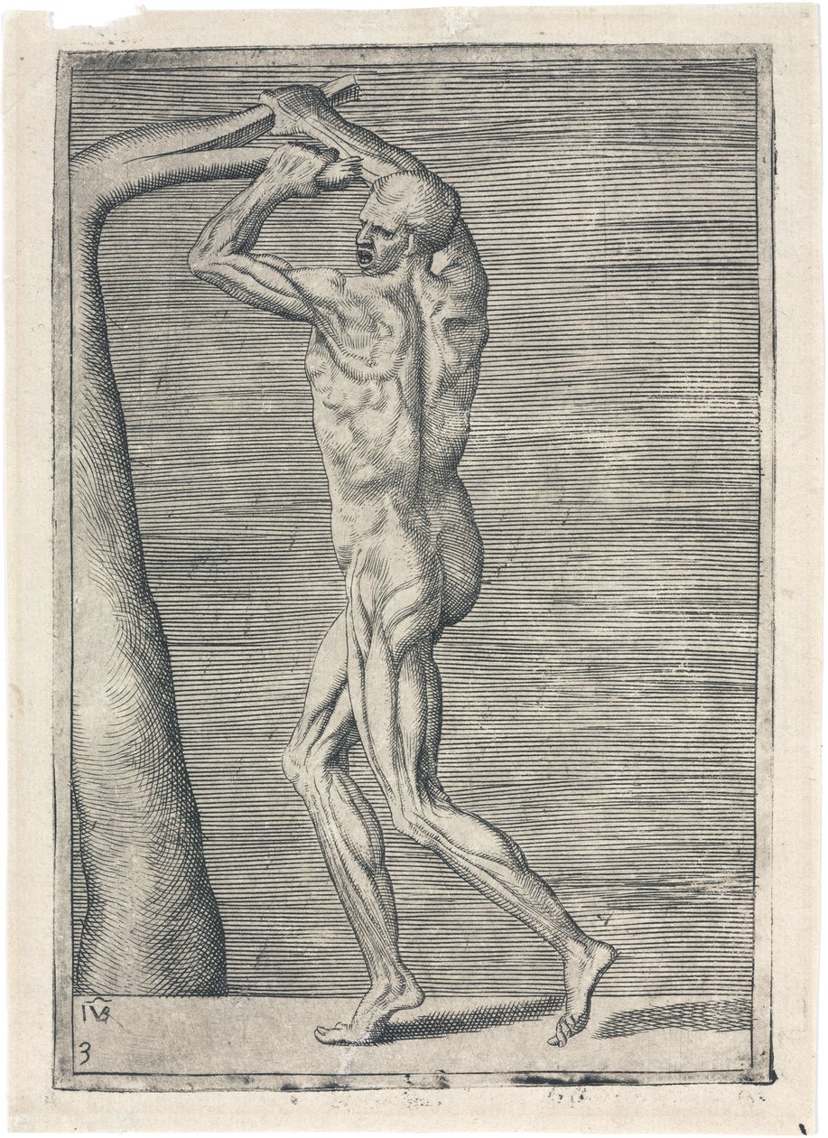 Studio anatomico dei muscoli maschili; uomo che spezza un ramo, c 1555 da Frederick (attr. to) Barnard