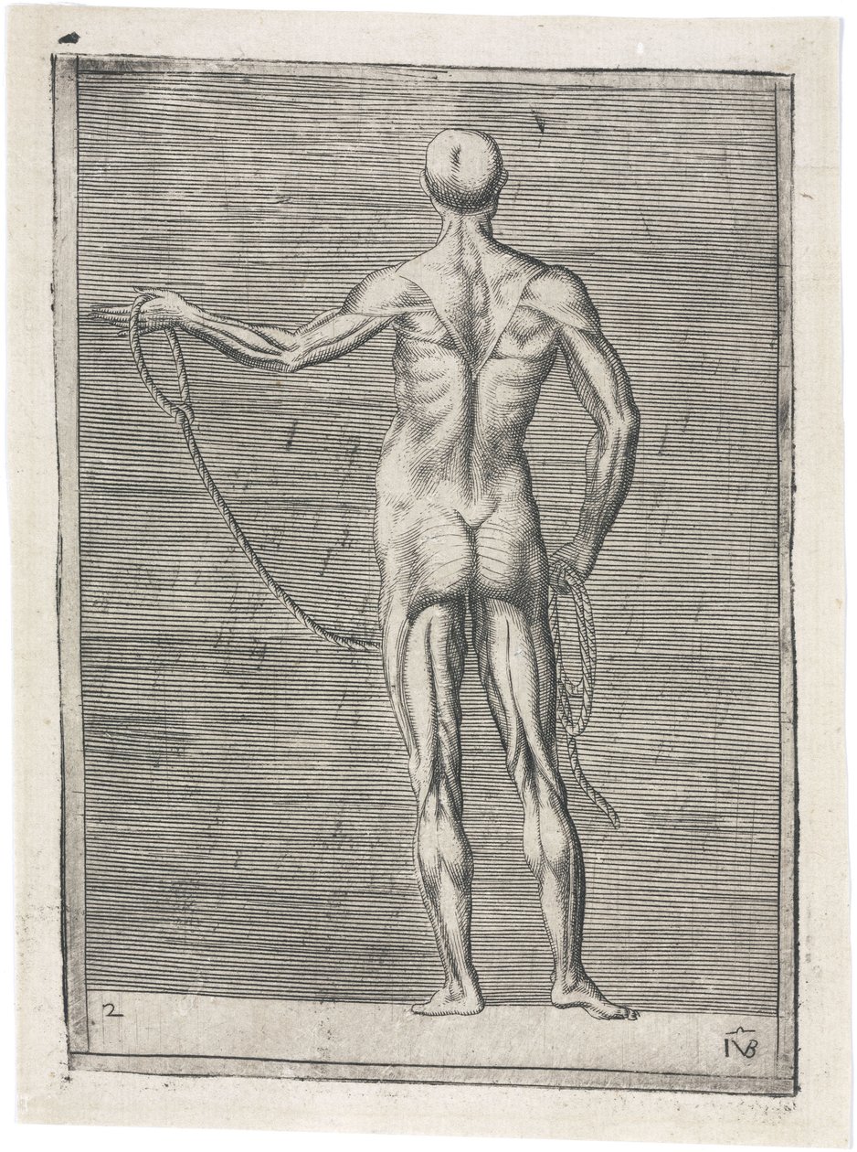 Studio anatomico dei muscoli maschili; uomo che tiene una corda, c 1555 da Frederick (attr. to) Barnard