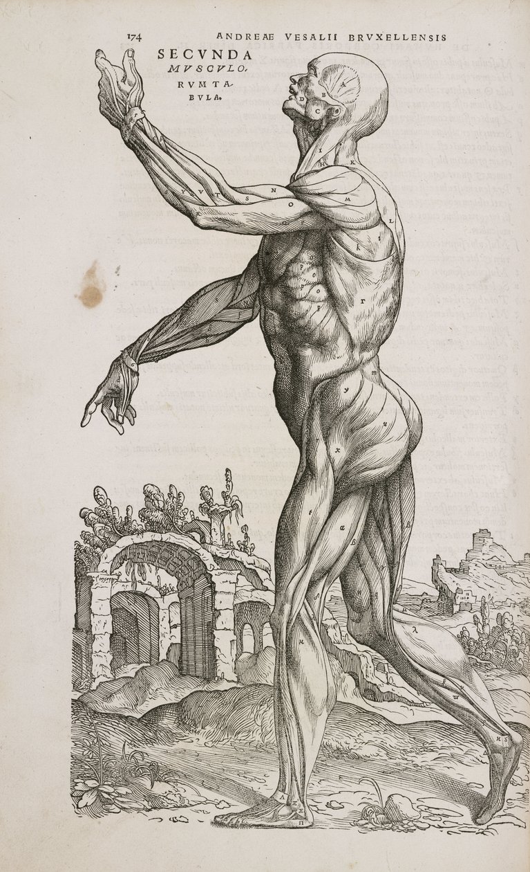 Muscoli Vista laterale dei muscoli superficiali del corpo umano maschile da Frederick (attr. to) Barnard