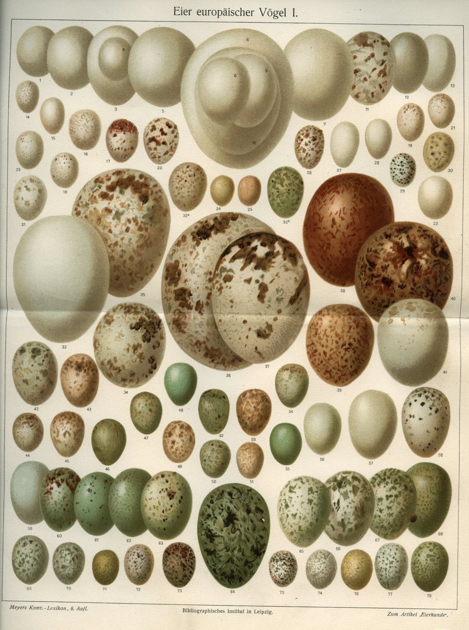 Tavola di scienze naturali che rappresenta diverse uova di uccelli. Illustrazione tratta da Meyers Grosses Konversations - Lexikon 1904. Bibliographers Institut, Lipsia e Vienna da Ferdinand Georg Waldmuller