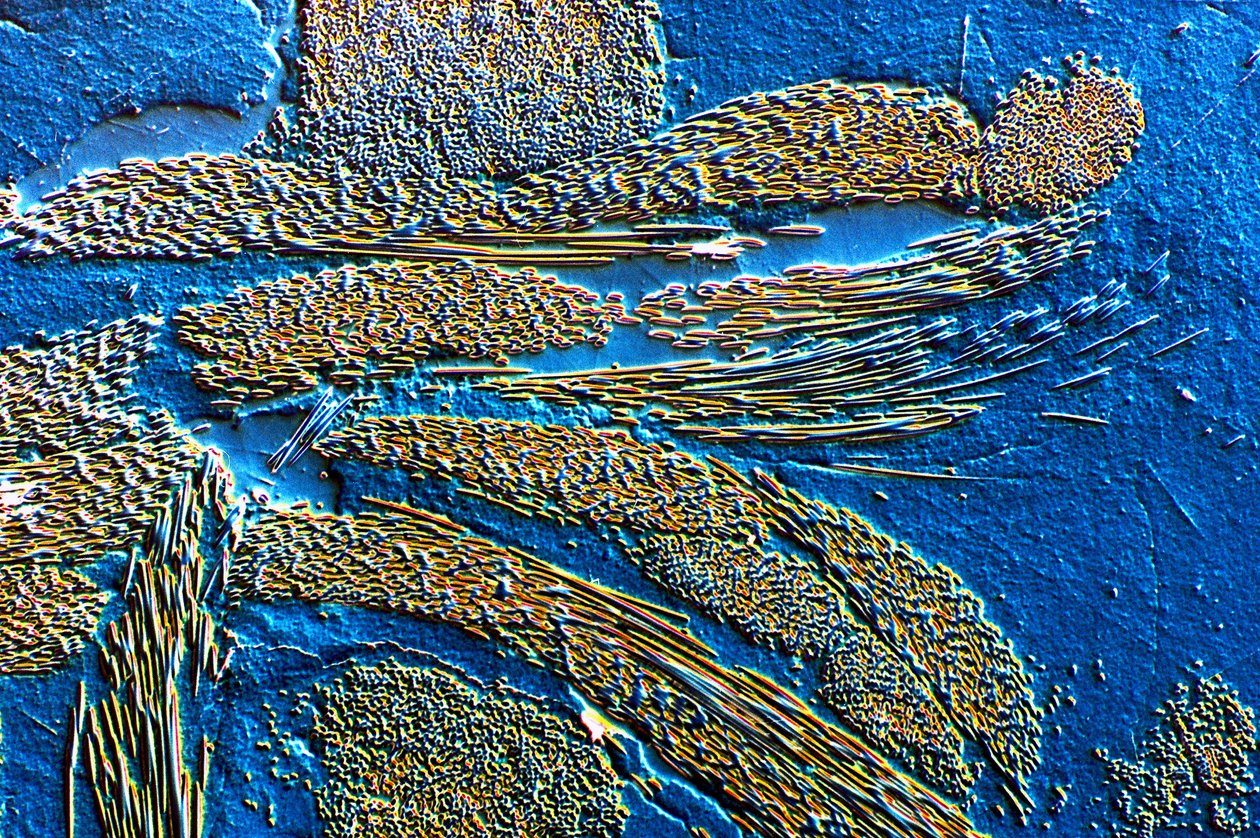 Fibra di carbonio PMC in matrice epossidica da Frederick (attr. to) Barnard