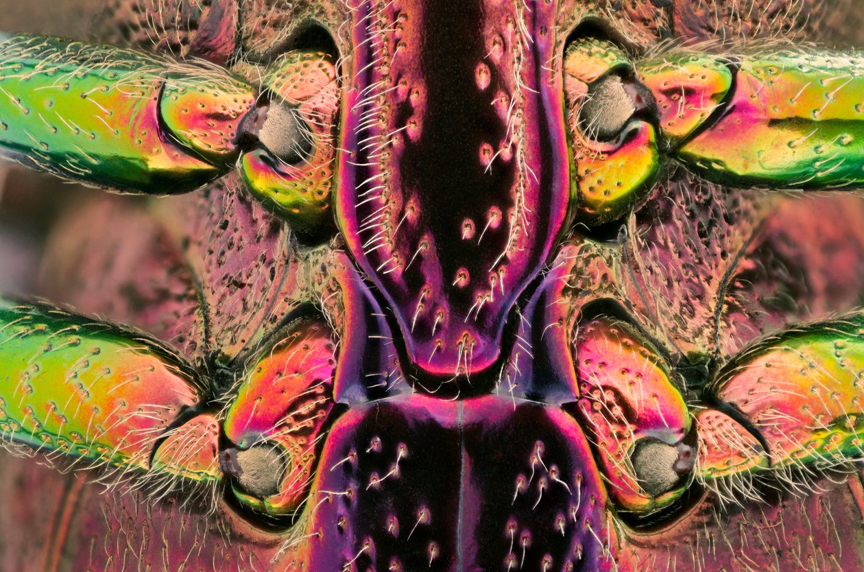 Polybothris quadricollis dal Madagascar (dettaglio dell
