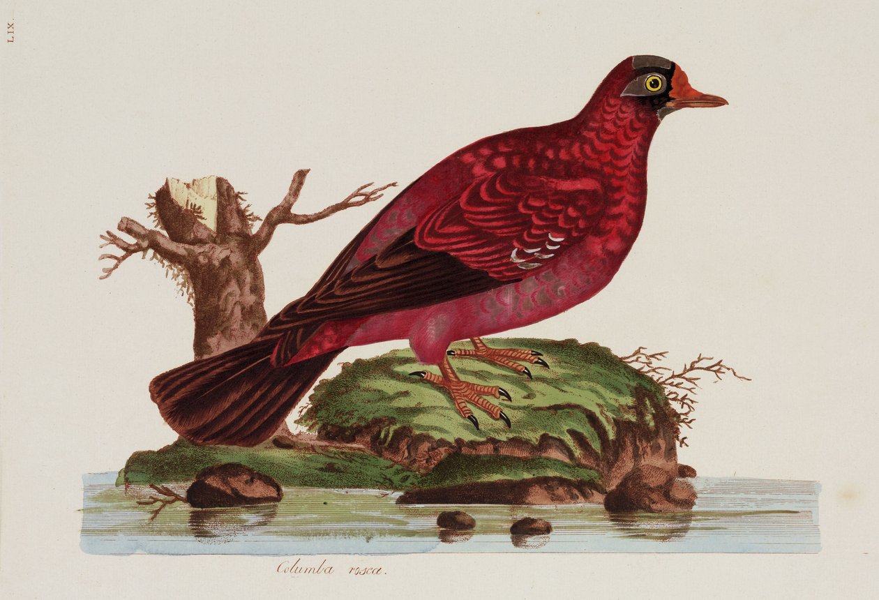 Colomba rossa da John Pardon