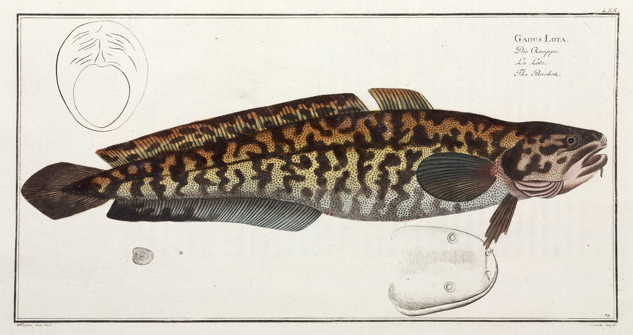 Il Burbot da John Pardon
