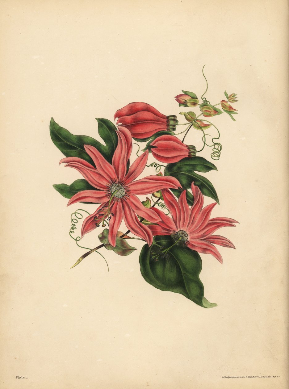 La passiflora racemosa, Passiflora racemosa, Superstizione religiosa da John Pardon