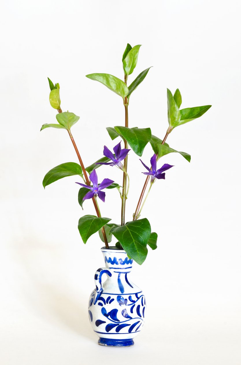 Tre steli di pervinca maggiore (Vinca major) in fiore in vaso da . .
