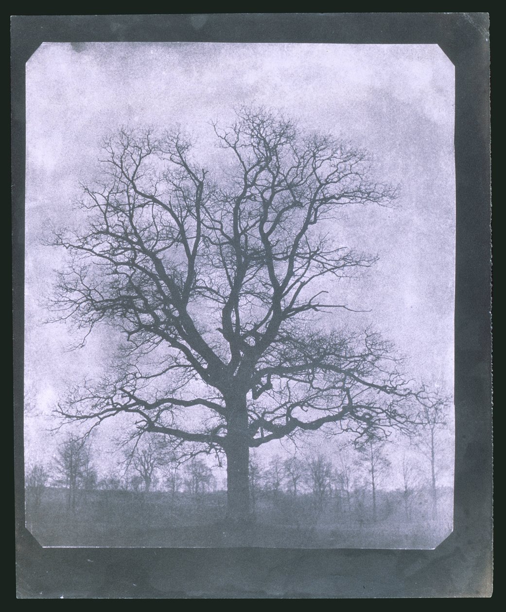 Albero in inverno, metà del XIX secolo da Frederick (attr. to) Barnard