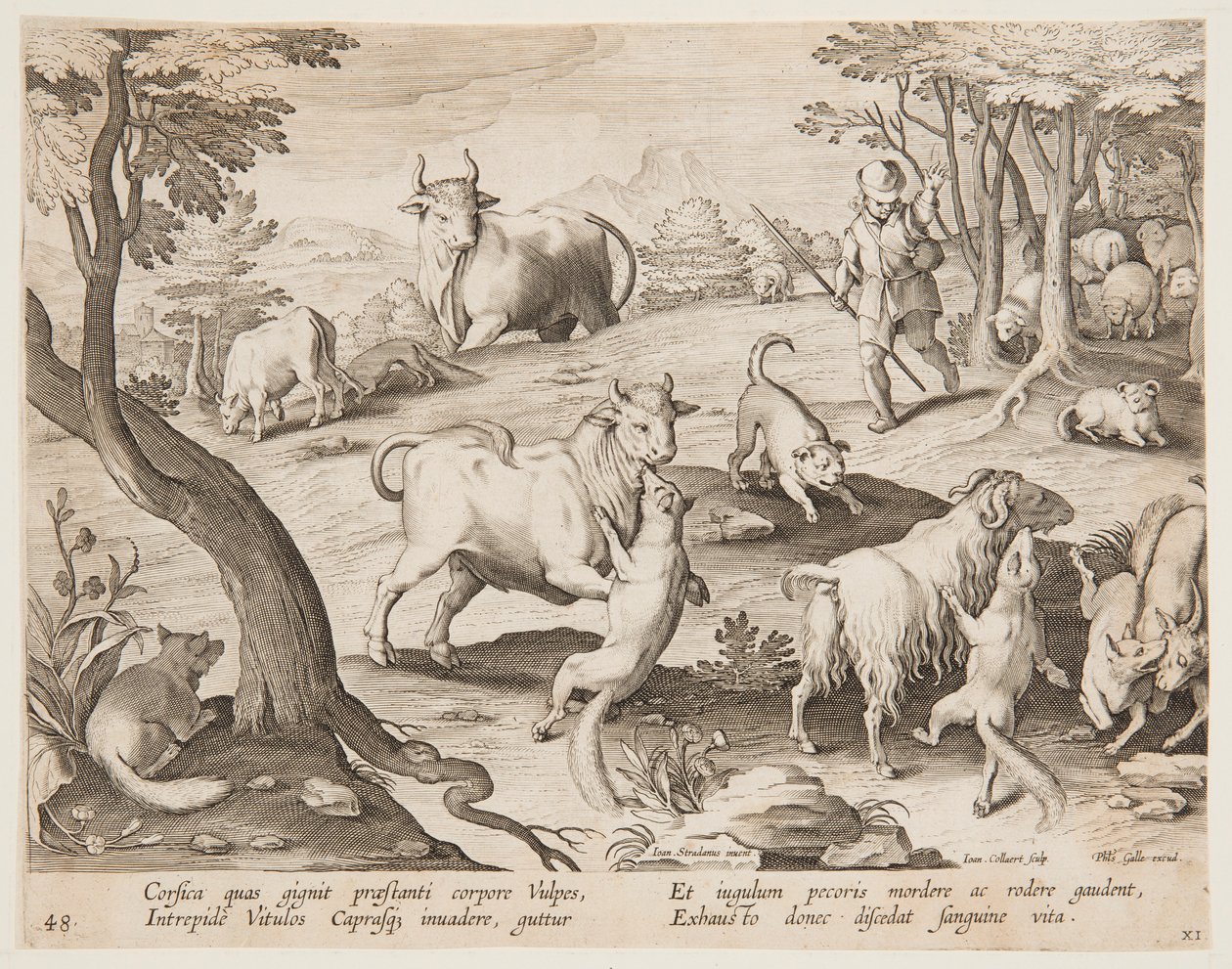 Tori e capre attaccati da volpi da after Jan van der Straet, called Stradanus