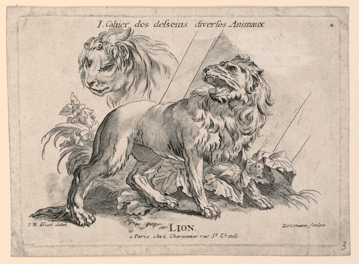 Studi di leoni, tavola 4 da "Cahier des Desseins Diverses Animeaux" da after Jean Baptiste Huet