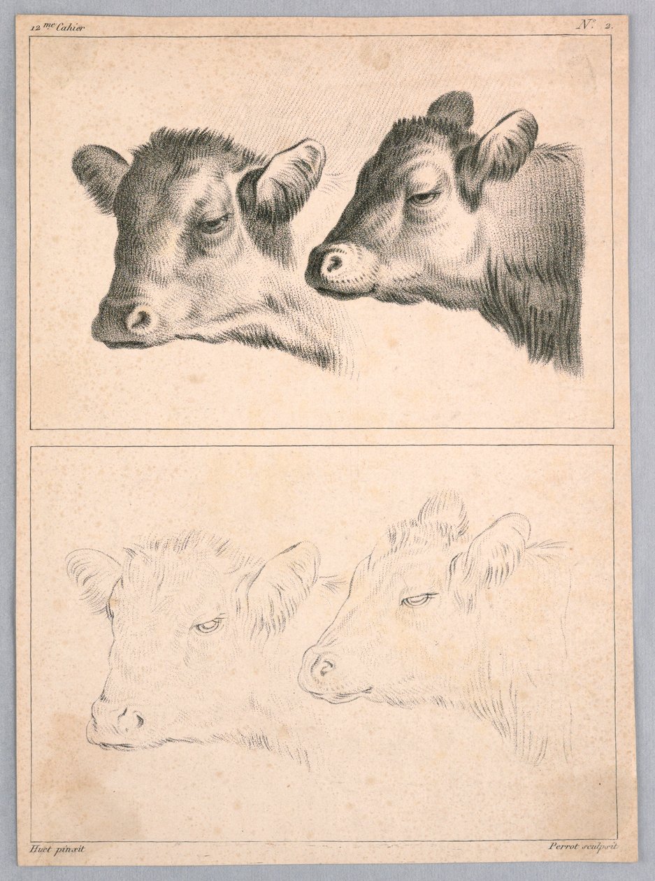 Due Teste di Mucca, Tavola n. 2 dal 12me Cahier d