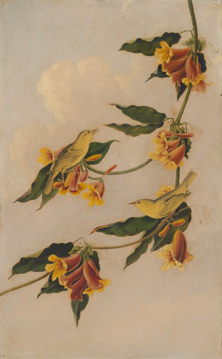 Parula gialla da after John James Audubon Joseph Bartholomew Kidd