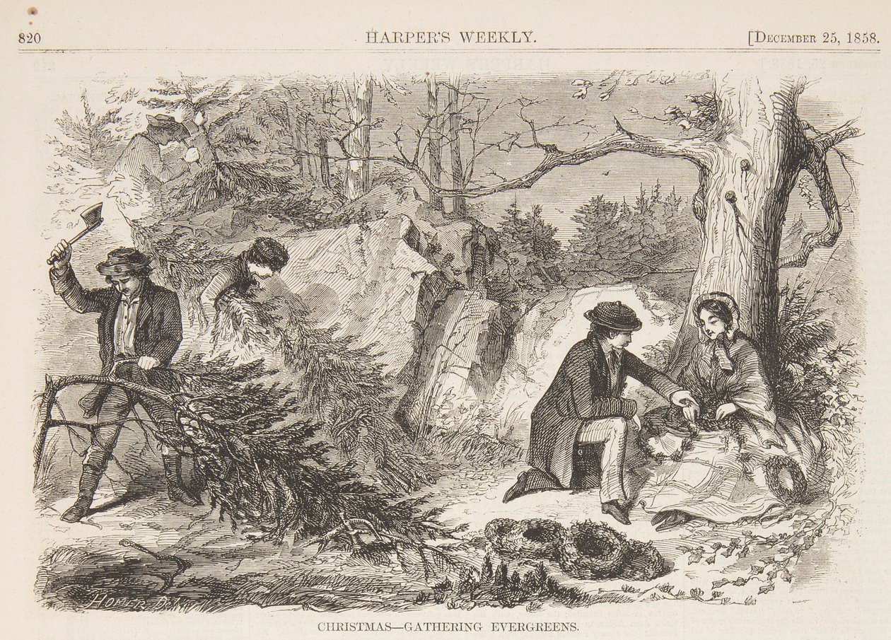 Natale – Raccolta di sempreverdi da after Winslow Homer