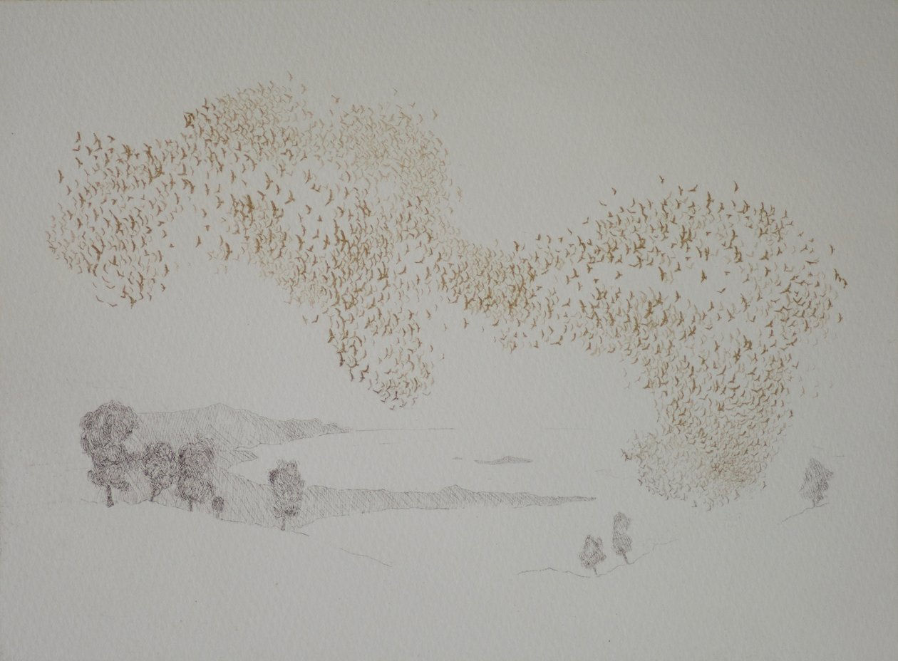 Uccelli del sole da angus hampel
