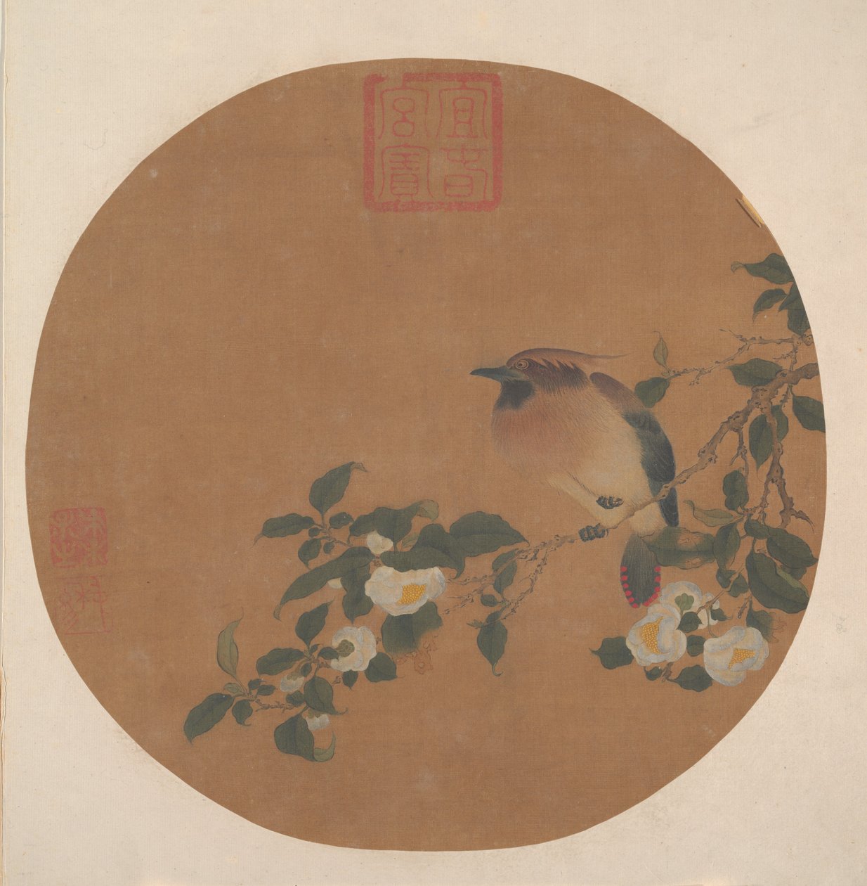 Ramo di albero con fiori e uccello della famiglia Waxwing da anonymous 